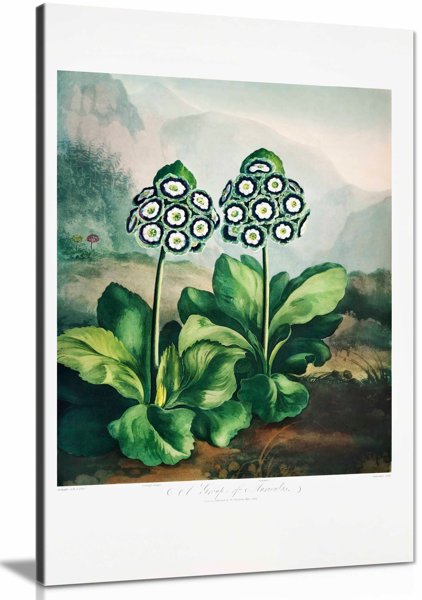 Canvas
