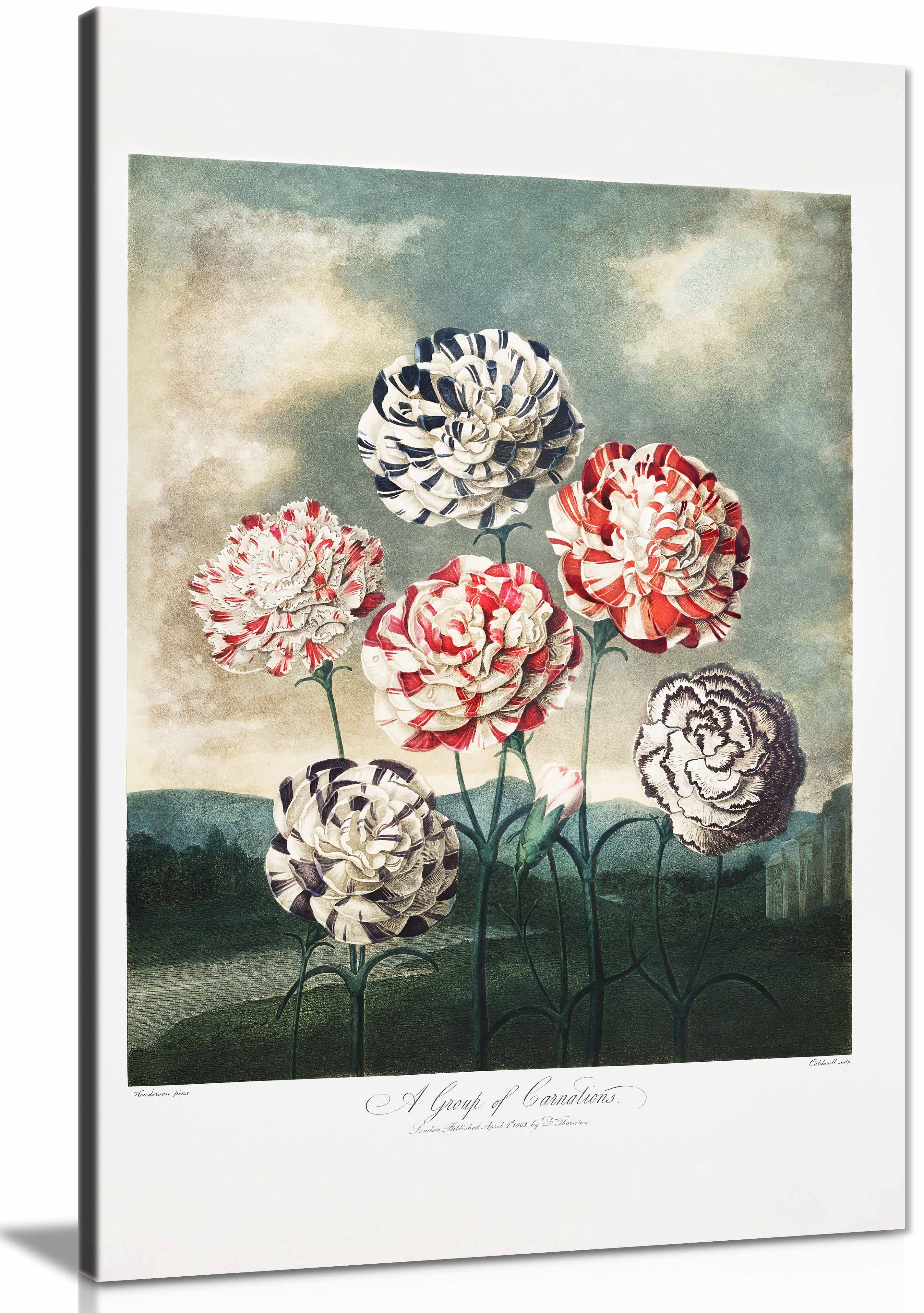 Canvas
