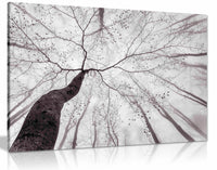 A view of the tree crown, Pictures for Home Walls, Bedroom, Living Room & Bathroom Decor
