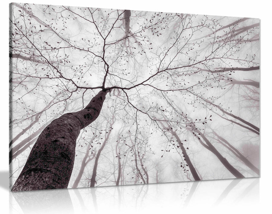 A view of the tree crown, Pictures for Home Walls, Bedroom, Living Room & Bathroom Decor