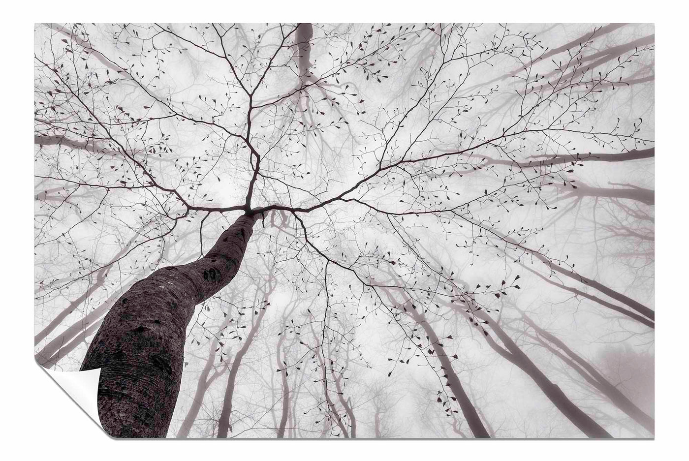 A view of the tree crown, Pictures for Home Walls, Bedroom, Living Room & Bathroom Decor