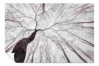 A view of the tree crown, Pictures for Home Walls, Bedroom, Living Room & Bathroom Decor