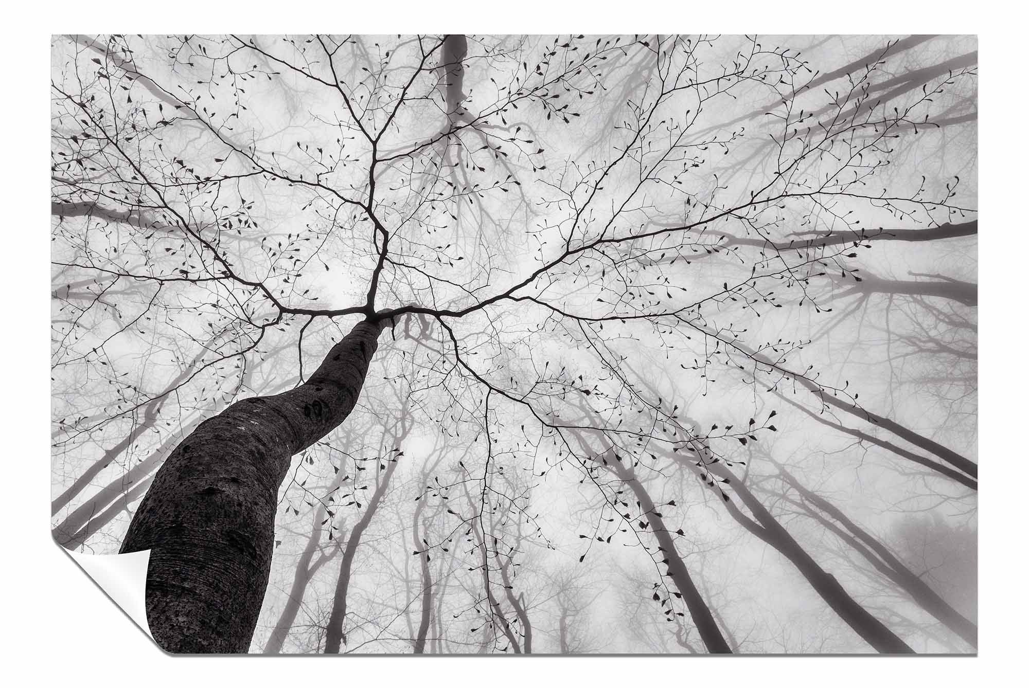 A view of the tree crown, Pictures for Home Walls, Bedroom, Living Room & Bathroom Decor