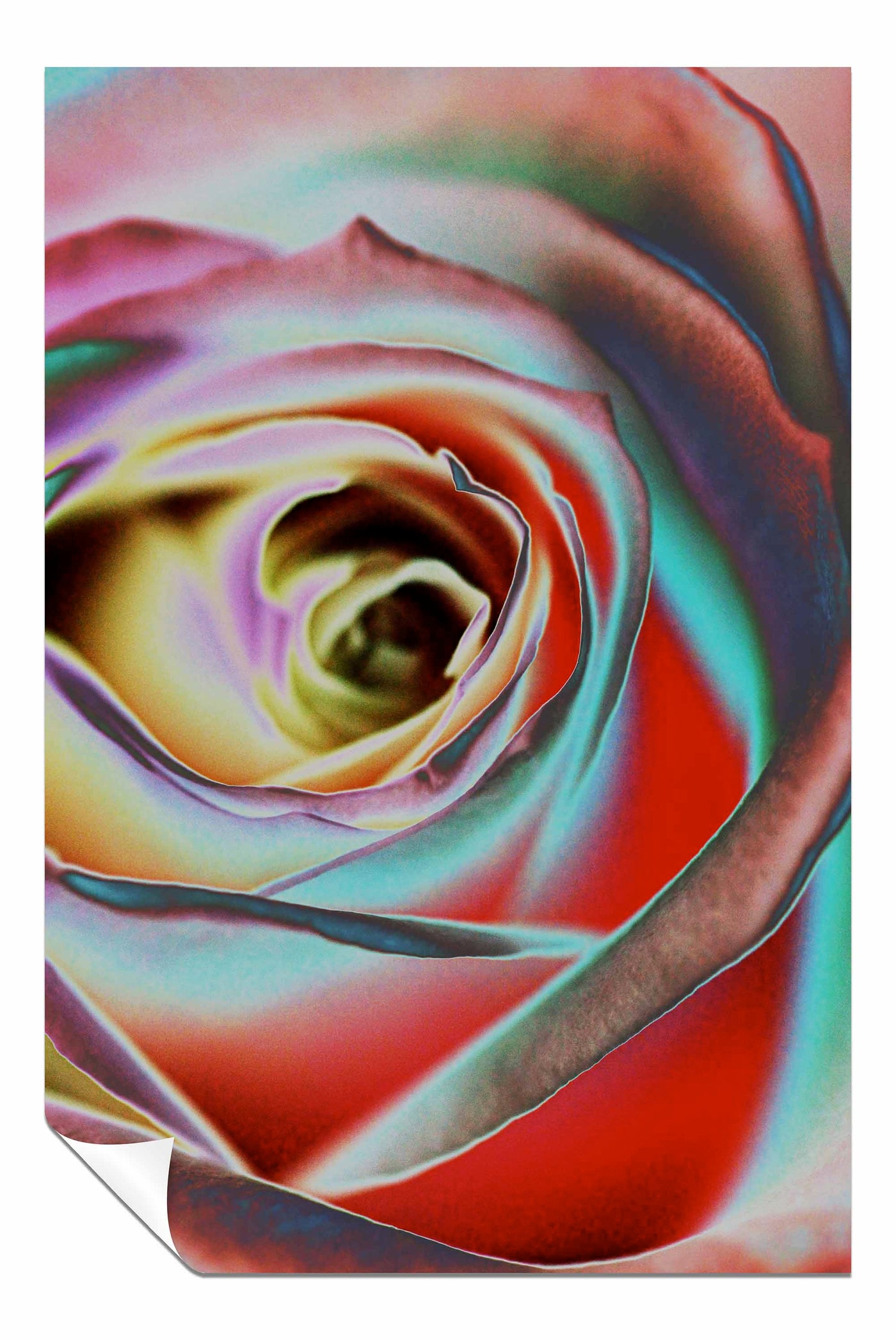 Rose, Pictures for Home Walls, Bedroom, Living Room & Bathroom Decor
