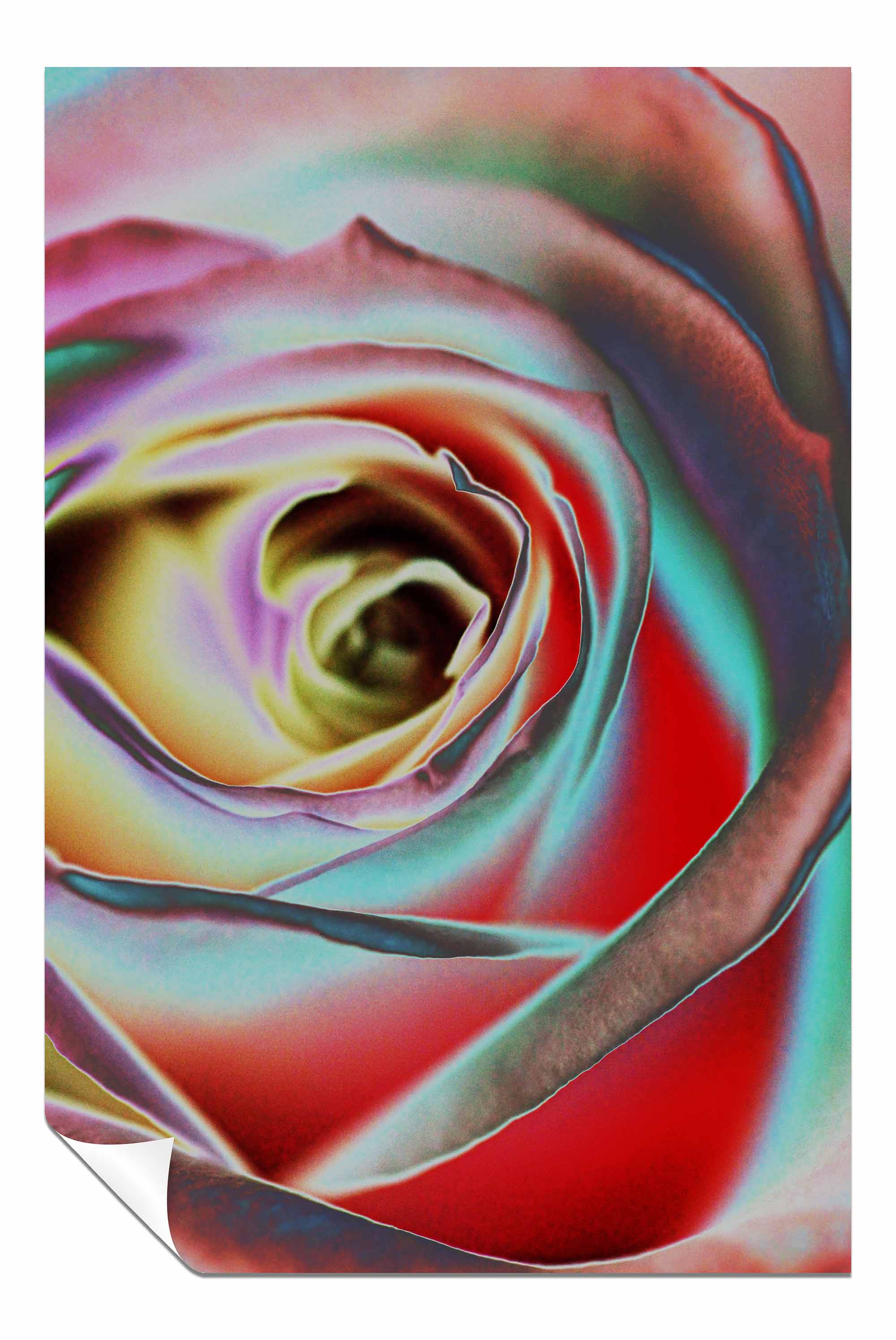 Rose, Pictures for Home Walls, Bedroom, Living Room & Bathroom Decor