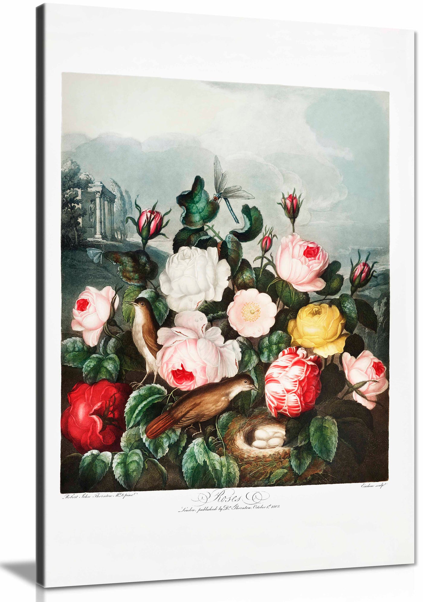 Canvas
