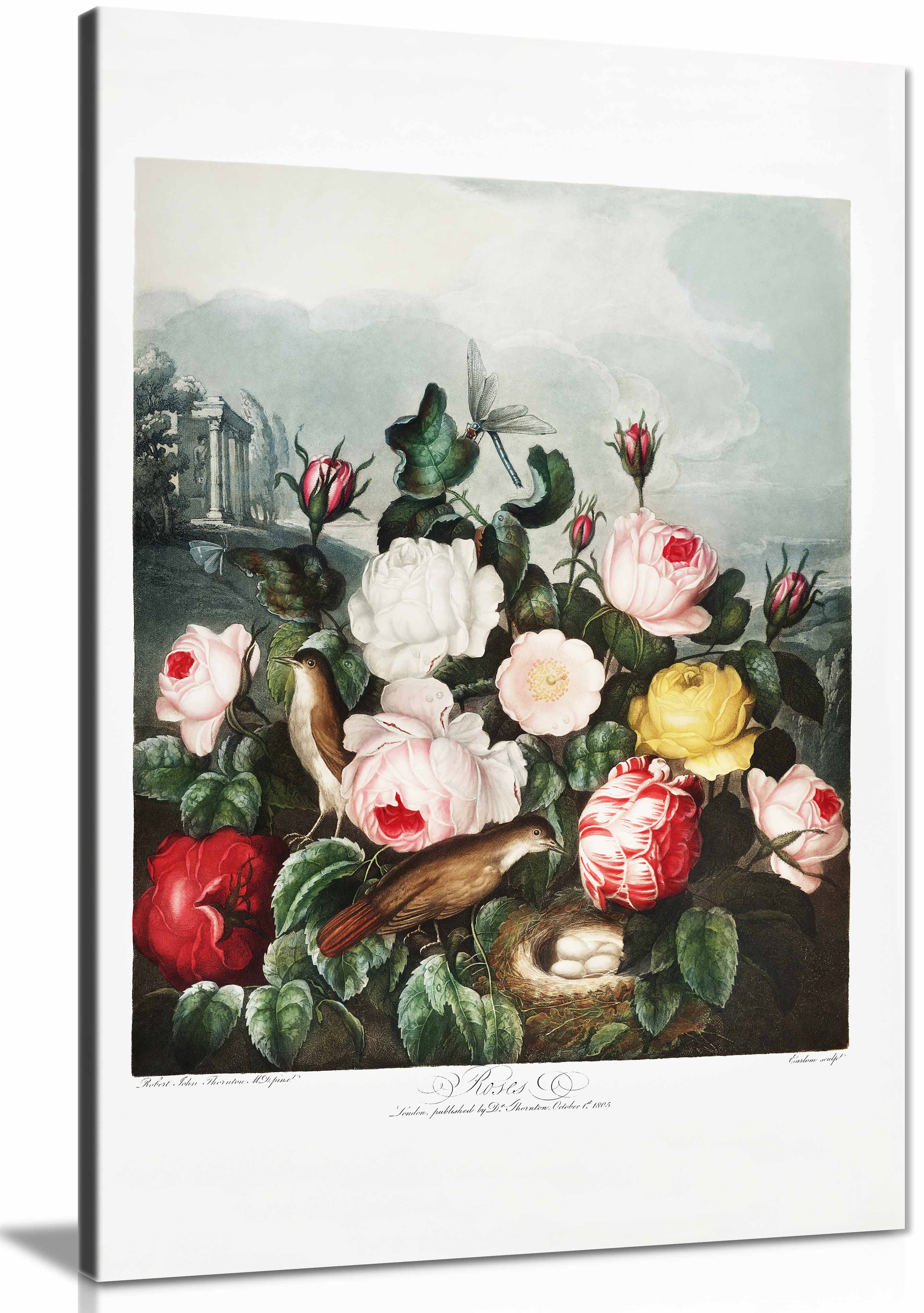 Canvas