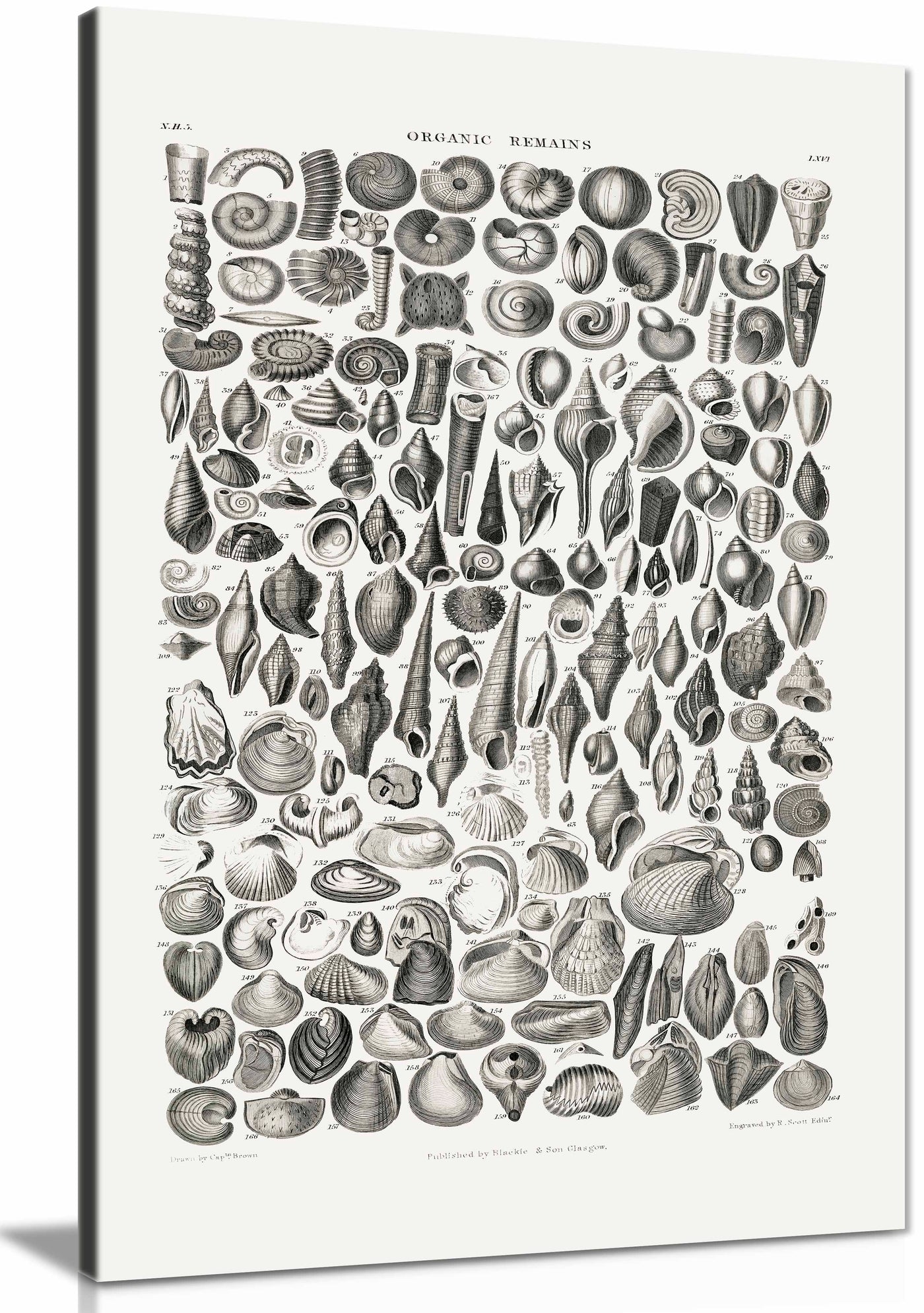 Canvas