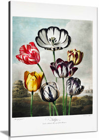 Tulips from The Temple of Florajpg, Pictures for Home Walls, Bedroom, Living Room & Bathroom Decor