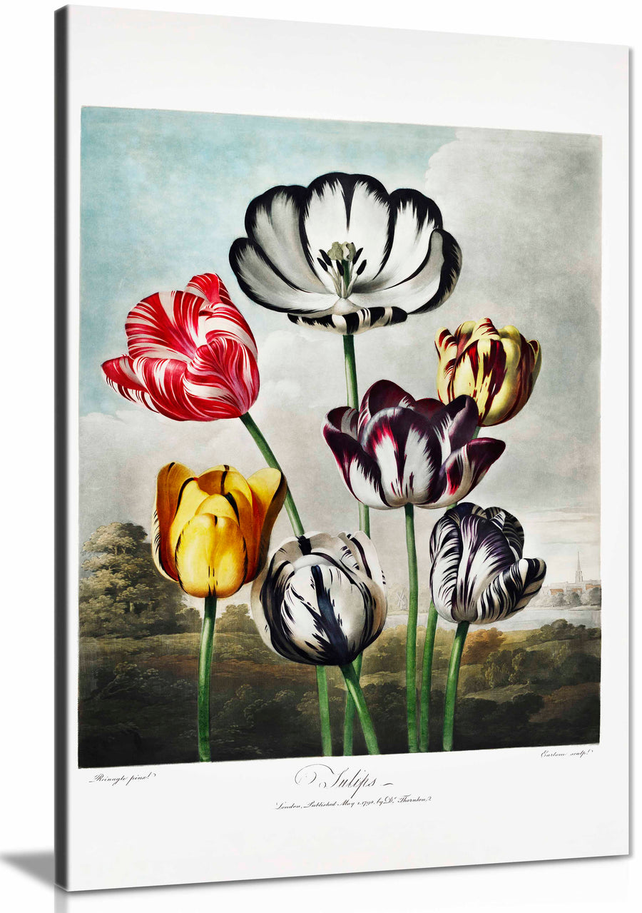 Tulips from The Temple of Florajpg, Pictures for Home Walls, Bedroom, Living Room & Bathroom Decor
