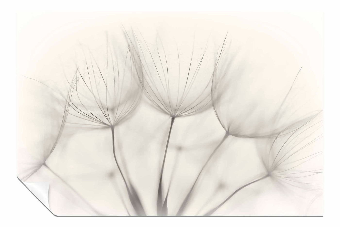 Wind Flower, Pictures for Home Walls, Bedroom, Living Room & Bathroom Decor