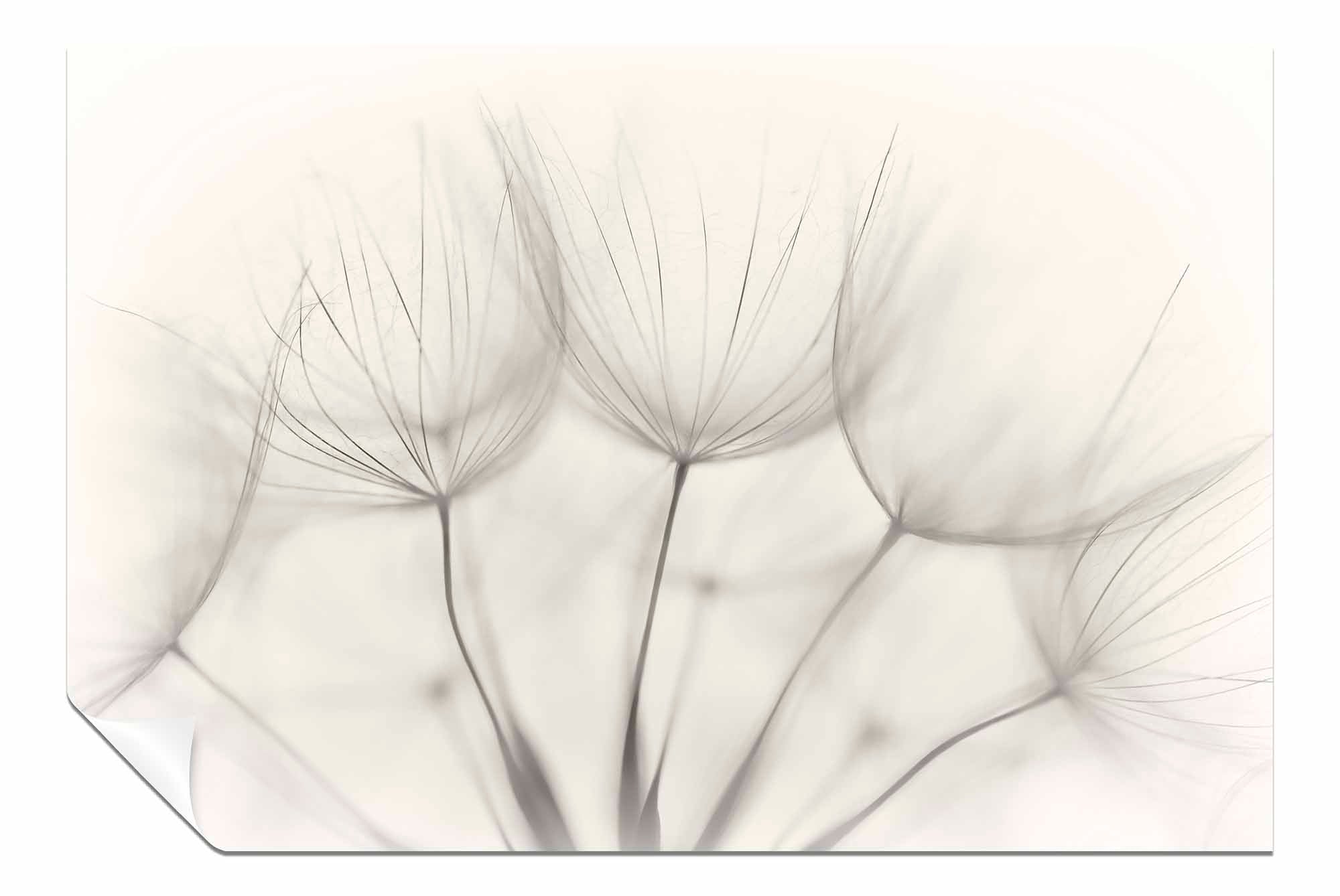 Wind Flower, Pictures for Home Walls, Bedroom, Living Room & Bathroom Decor